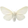 🌟 Эмодзи «月亮» для Telegram