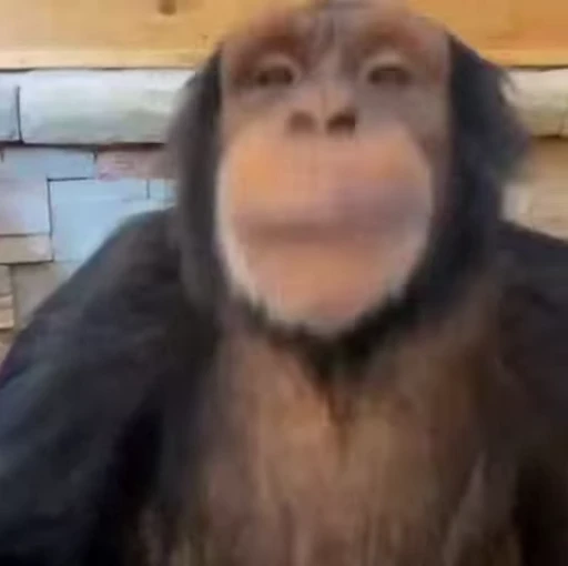 🌟 Стикер «Monkeys» для Telegram
