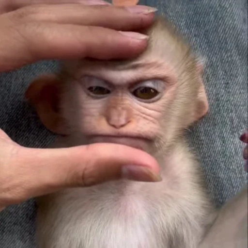 😡 Стикер «Monkeys» для Telegram
