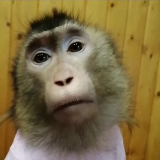 😴 Стикер «Monkeys» для Telegram