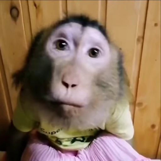 🤷‍♀️ Стикер «Monkeys» для Telegram