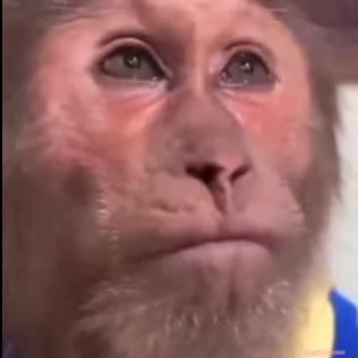 😌 Стикер «Monkeys» для Telegram