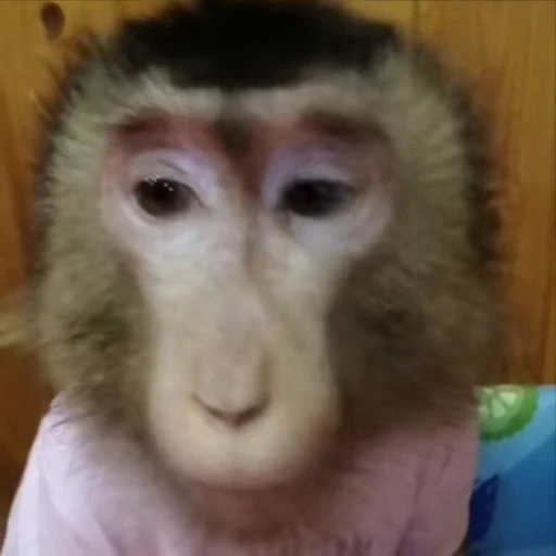 🌟 Стикер «Monkeys» для Telegram