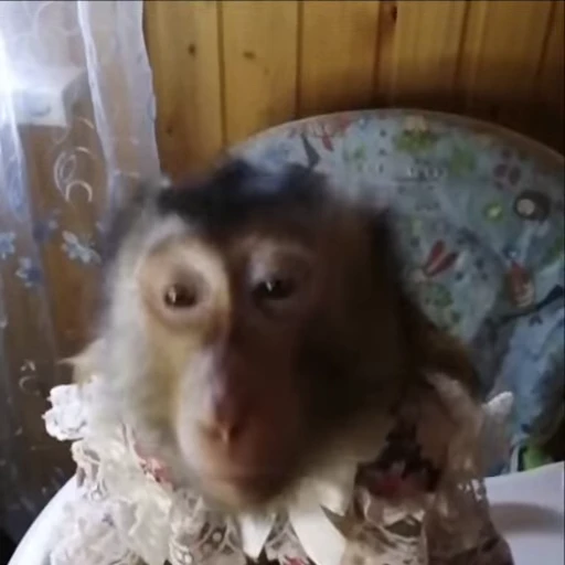 🤔 Стикер «Monkeys» для Telegram