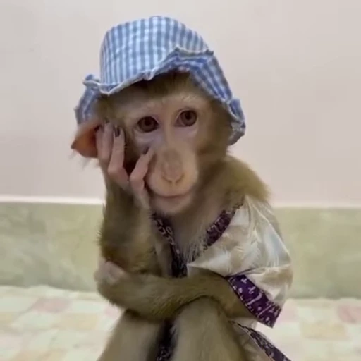 🌟 Стикер «Monkeys» для Telegram