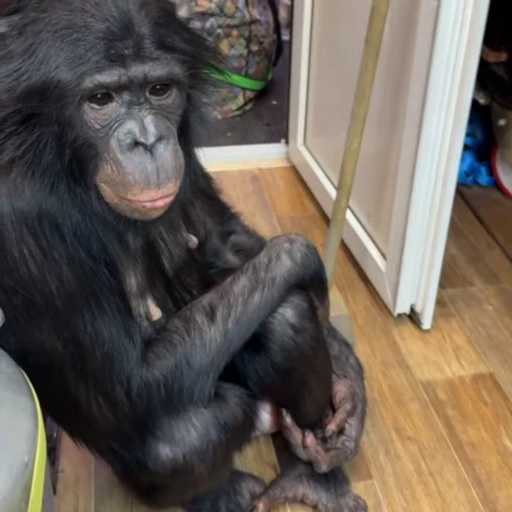 🤩 Стикер «Monkeys» для Telegram