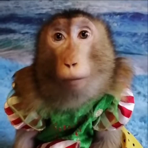 😶 Стикер «Monkeys» для Telegram