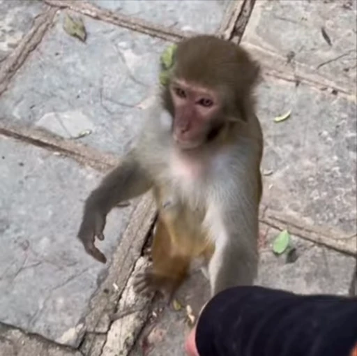 🌟 Стикер «Monkeys» для Telegram