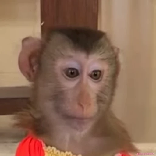 😕 Стикер «Monkeys» для Telegram