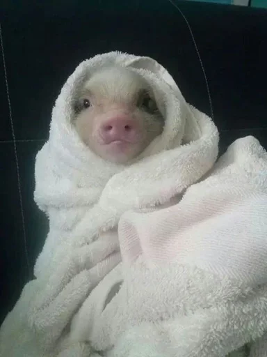 🐽 Стикер «Хрюшки» для Telegram
