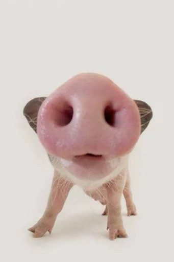 🐽 Стикер «Хрюшки» для Telegram
