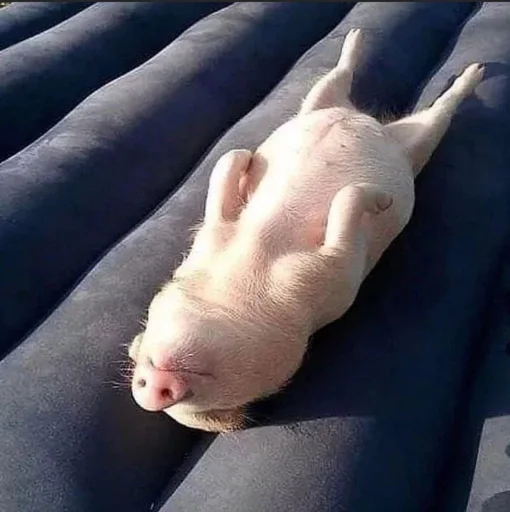 🥺 Стикер «Хрюшки» для Telegram