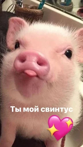 🫶 Стикер «Хрюшки» для Telegram