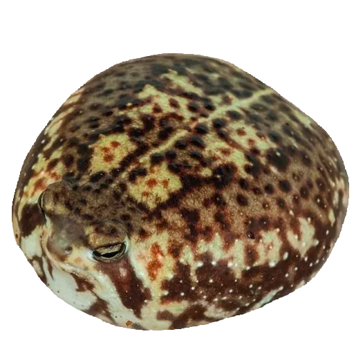 🐸 Стикер «Toad» для Telegram