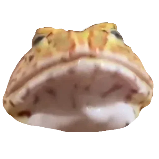 🐸 Стикер «Toad» для Telegram