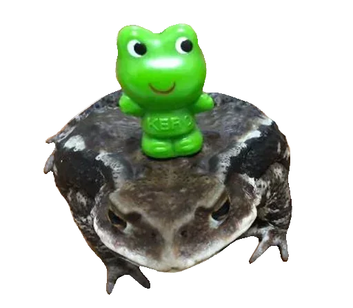🐸 Стикер «Toad» для Telegram