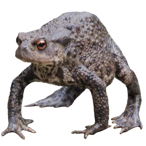 🐸 Стикер «Toad» для Telegram