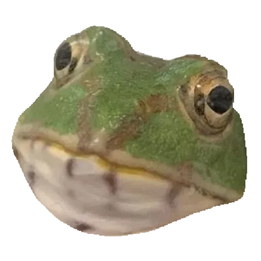 🐸 Стикер «Toad» для Telegram