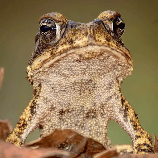 🐸 Стикер «Toads and Frogs» для Telegram