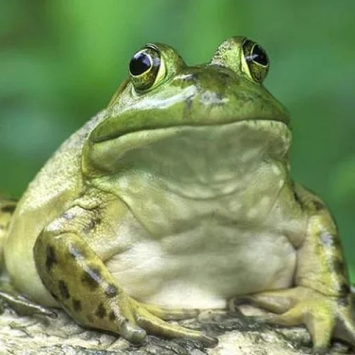 Стикерпак Toads and Frogs для Telegram — скачать