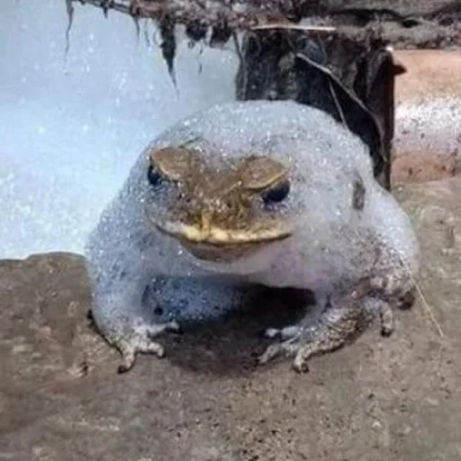 🐸 Стикер «Toads and Frogs» для Telegram