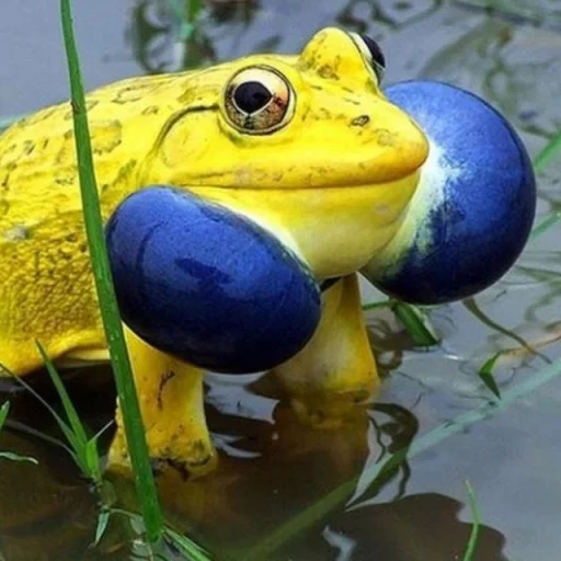 🐸 Стикер «Toads and Frogs» для Telegram
