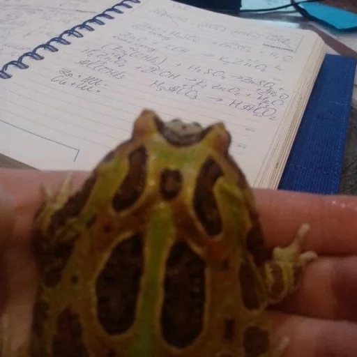 🐸 Стикер «Toads and Frogs» для Telegram