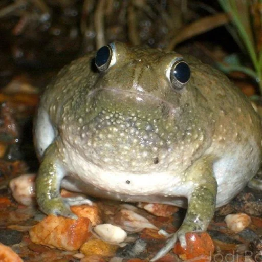 🐸 Стикер «Toads and Frogs» для Telegram