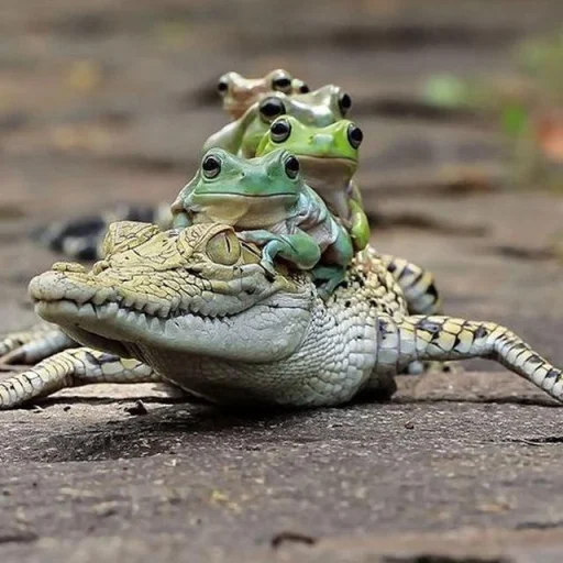 🐸 Стикер «Toads and Frogs» для Telegram