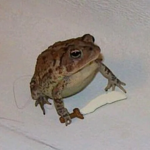 🐸 Стикер «Toads and Frogs» для Telegram
