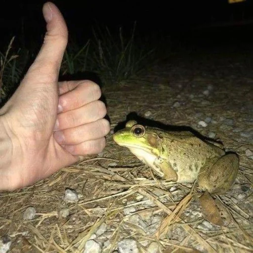 🐸 Стикер «Toads and Frogs» для Telegram