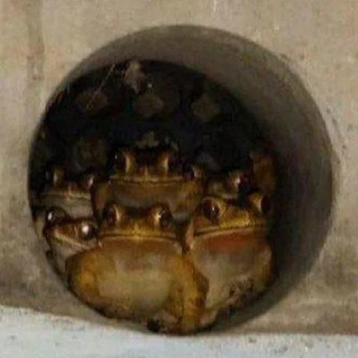 🐸 Стикер «Toads and Frogs» для Telegram