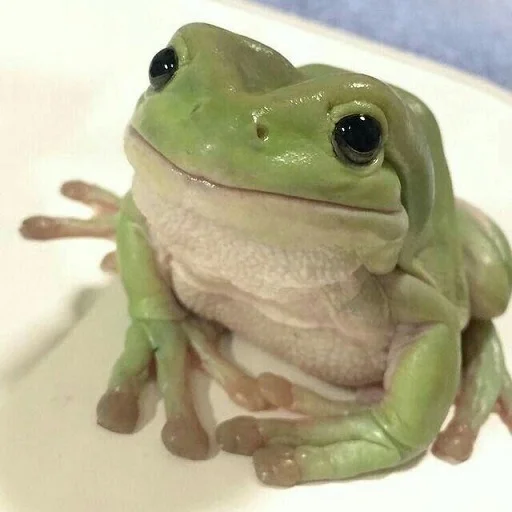 🐸 Стикер «Toads and Frogs» для Telegram
