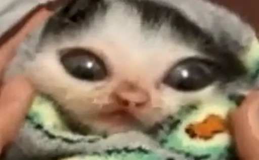 🐱 Стикер «Tobi Super Deluxe Stickers Part 2 Electric Boogaloo» для Telegram