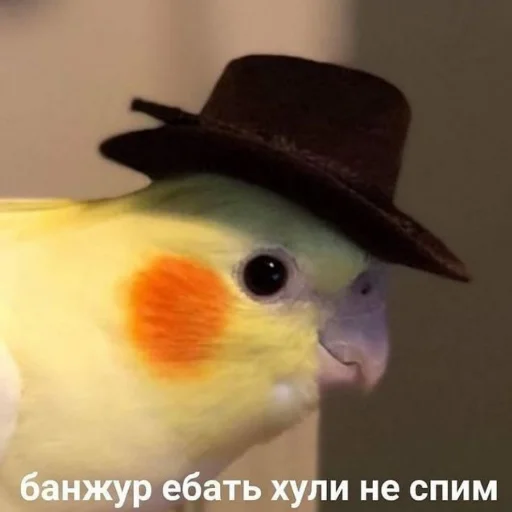 🤡 Стикер «TomiokO4ka» для Telegram