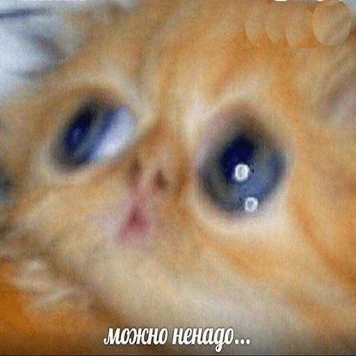 🥺 Стикер «TomiokO4ka» для Telegram