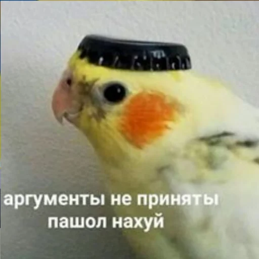 🖕 Стикер «TomiokO4ka» для Telegram