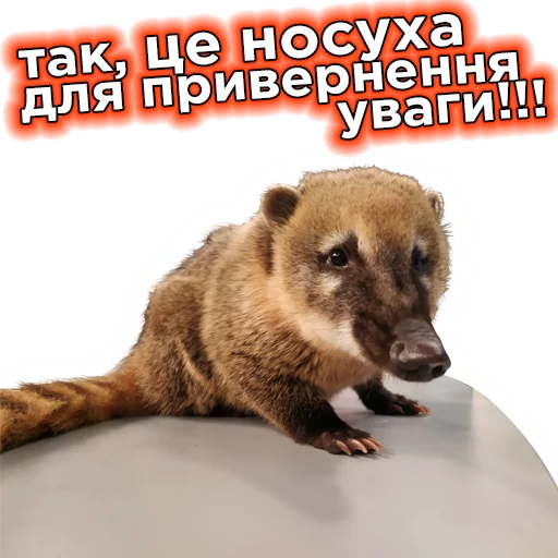 🦆 Стикер «Телебачення Торонто» для Telegram