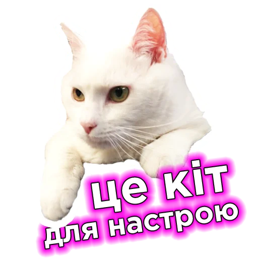 🐱 Стикер «Телебачення Торонто» для Telegram