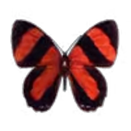 🦋 Эмодзи «Butterfly» для Telegram