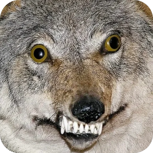 🐺 Стикер «ТОКСИККОЛЛЕКШН» для Telegram