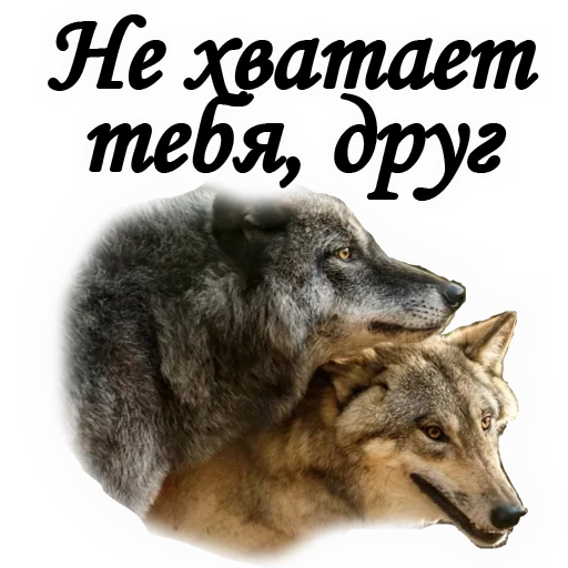 🐺 Стикер «ТРАУР» для Telegram
