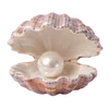 🐚 Эмодзи «Treasures from the Sea» для Telegram