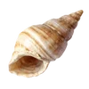 🦪 Эмодзи «Treasures from the Sea» для Telegram