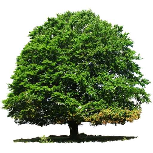 Стикерпак Trees Nature для Telegram — скачать