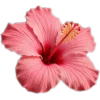 🥥 Эмодзи «tropical» для Telegram