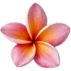 🥥 Эмодзи «tropical» для Telegram