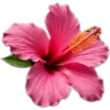 🥥 Эмодзи «tropical» для Telegram