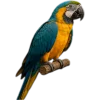🥥 Эмодзи «tropical» для Telegram