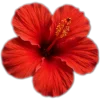 🥥 Эмодзи «tropical» для Telegram